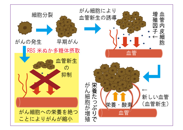 RBS米ぬか多糖体摂取によるNK細胞活性化の変化